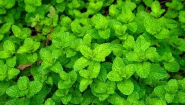 A hortelã é uma planta com propriedades medicinais benéficas à saúde (Imagem: Galumphing Galah | Shutterstock)