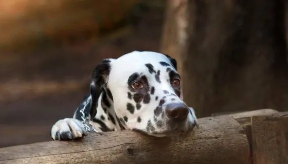 Suspeito de planejar morte de cachorro é denunciado por atirar em dálmata no PR