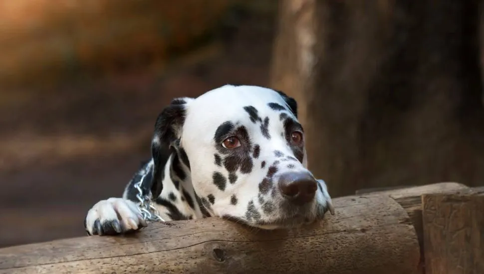 Imagem mostra um Dálmata apoiado em uma cerca de madeira.