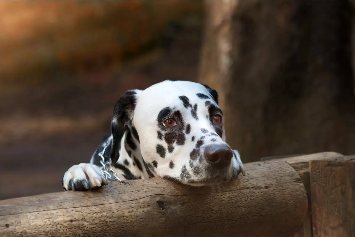Imagem mostra um Dálmata apoiado em uma cerca de madeira.