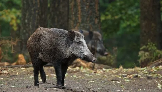 1,6 mil animais morrem por ano em rodovia de Curitiba, revela UFPR