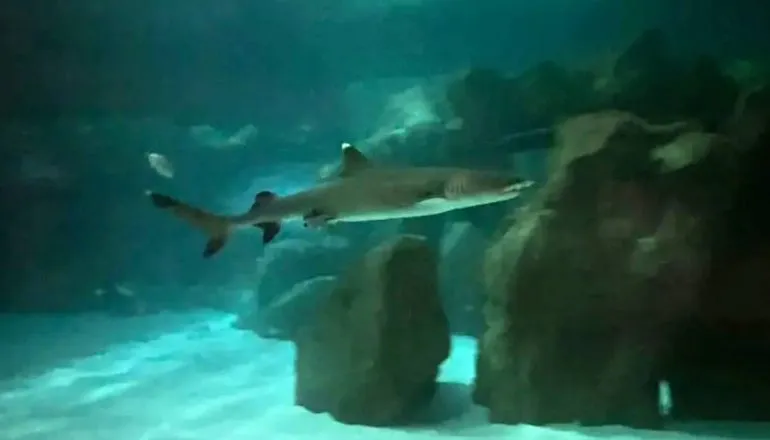 A mãe do filhote, a tubarão Carol, chegou do AquaRio, no Rio de Janeiro