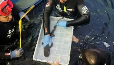 O nascimento da espécie de tubarão ameaçada de extinção é o primeiro no aquário de Foz do Iguaçu (PR), inaugurado no fim de 2025