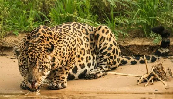 7 diferenças entre o leopardo e a onça-pintada 