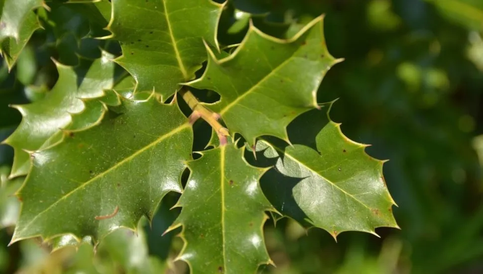 A espinheira-santa se destaca como um poderoso remédio natural para diversas condições de saúde (Imagem: CELINE NAEGELEN | Shutterstock)