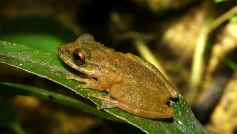 Imagem mostra a nova perereca descoberta no cerrado brasileiro.