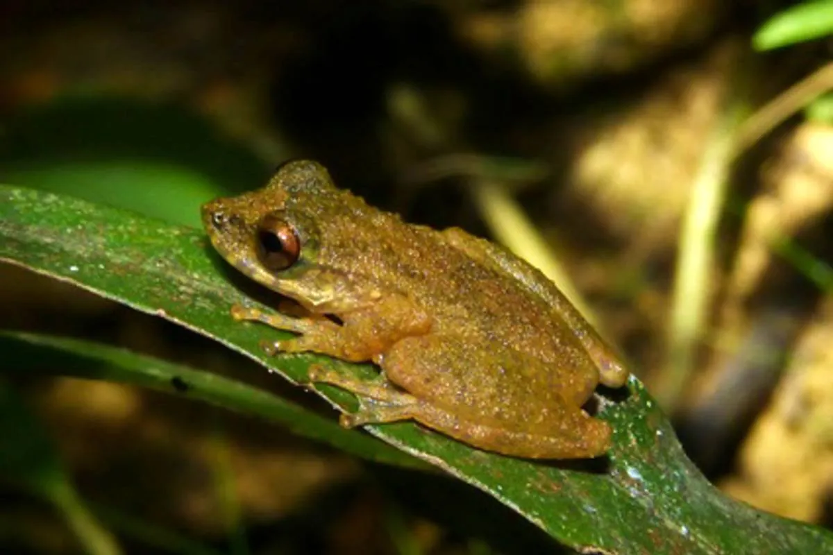 Imagem mostra a nova perereca descoberta no cerrado brasileiro.