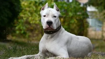 Cachorros grandes, com pelagem branca, costumam transmitir uma imagem elegante e imponente (Imagem: Valerie Reeves | Shutterstock)