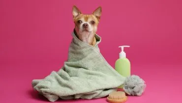 Banho em pets exige cuidados para não prejudicar a saúde deles (Imagem: New Africa | Shutterstock)