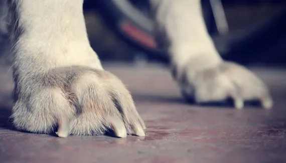 Veterinária é indiciada por agredir animais em pet shop na Grande Curitiba