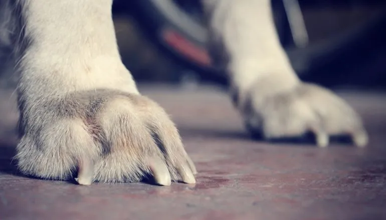 Veterinária é indiciada por agredir animais em pet shop na Grande Curitiba