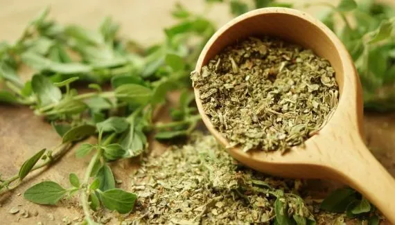 Orégano: benefícios da erva aromática e dicas para cultivar em casa