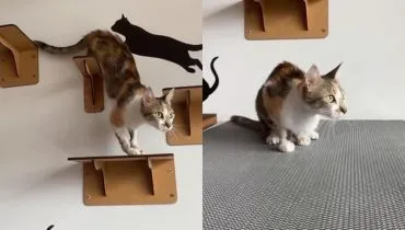 Gata arremessada de prédio em Curitiba é adotada após recuperação