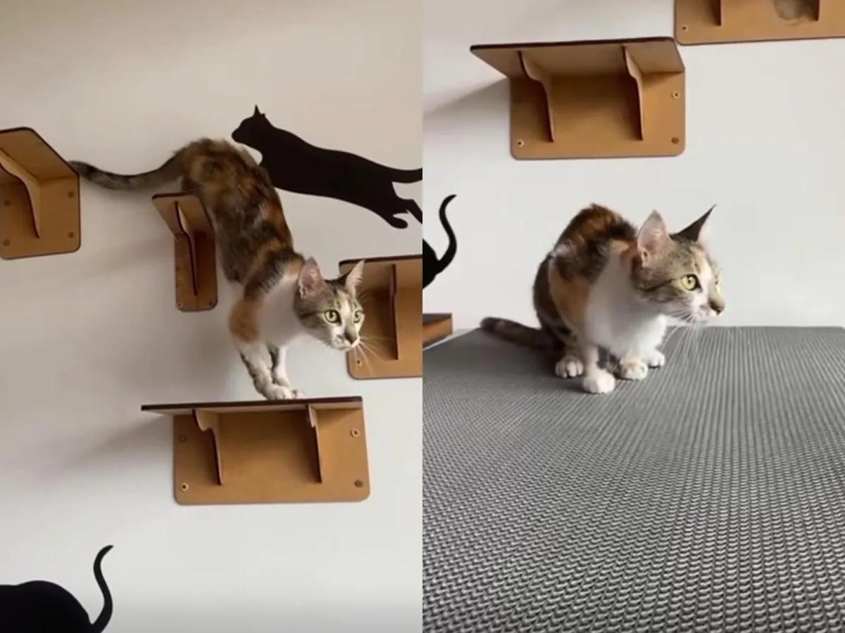 Gata arremessada de prédio em Curitiba é adotada após recuperação