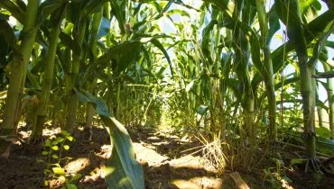 Imagem mostra uma plantação de milho.