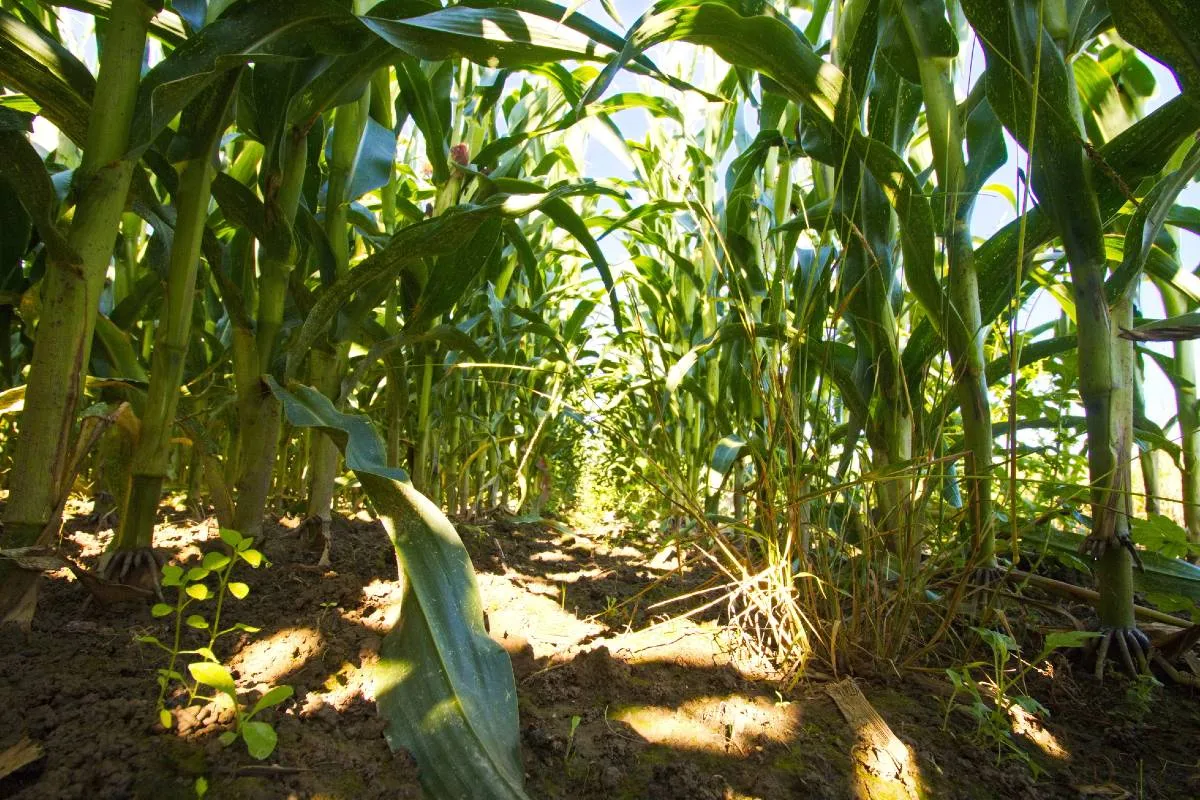 Imagem mostra uma plantação de milho.