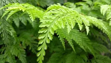 As plantas ajudam a dar vida aos ambientes (Imagem: (Imagem: Gui Arteru | Shutterstock)