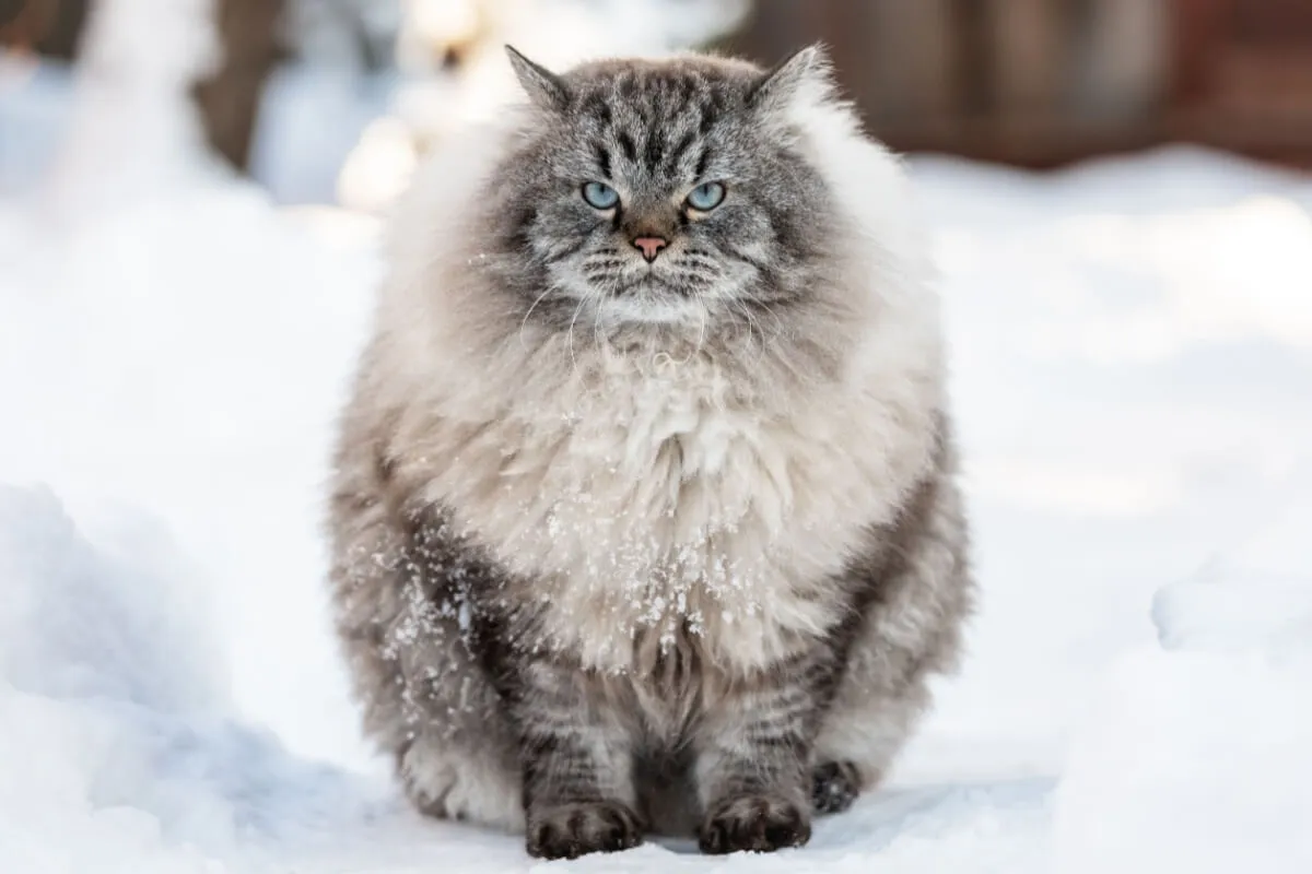As raças de gatos da Rússia são famosas mundialmente (Imagem: Dmitry Naumov | Shutterstock)