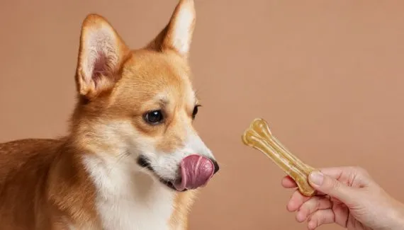 7 erros ao oferecer petiscos aos animais de estimação