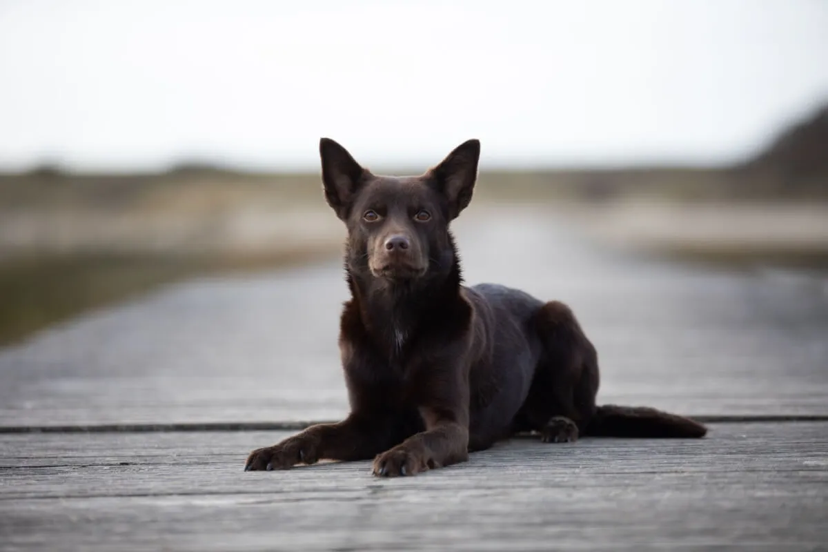 O kelpie foi moldado para trabalhar sob calor intenso, terrenos irregulares, tempestades de areia e longas distâncias (Imagem: Hundefotografie Wittlich | Shutterstock)
