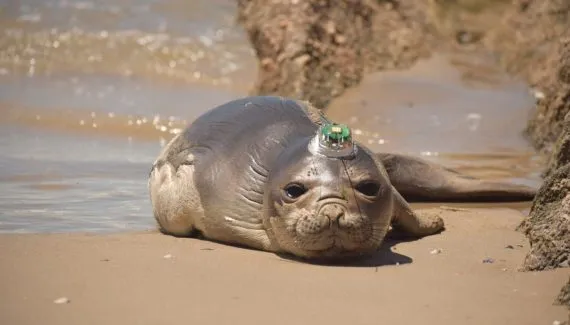 De Matinhos à Argentina: filhote de elefante-marinho cruza 3 países após reabilitação