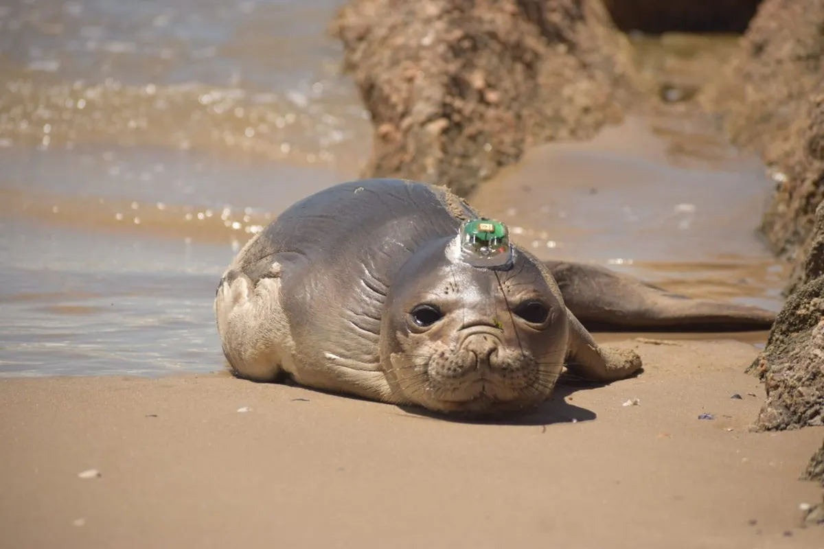 Elefante-marinho reabilitado no Paraná já percorre rota migratória rumo à Argentina
