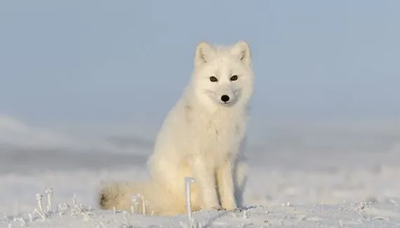 Raposa-do-ártico: 7 curiosidades sobre esse animal que vive no frio extremo