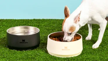 Stanley entra no mercado pet com tigelas para cães e gatos a partir de R$ 319
