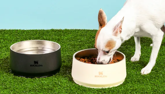 Stanley aposta no mercado pet e lança tigelas térmicas para cães e gatos