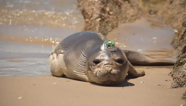 Elefante-marinho resgatado no Paraná já percorreu 1500 km para reencontrar espécie