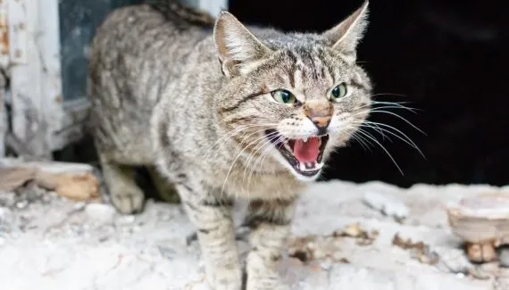 Gato arisco: 7 dicas para melhorar o comportamento do animal 