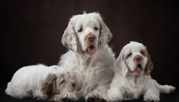 O clumber spaniel chama atenção pelo corpo alongado, baixo e robusto (Imagem: Anna Averianova | Shutterstock)