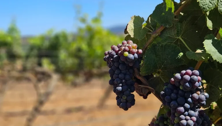 Santiago (Chile) no Verão: história política, boa comida e muito vinho