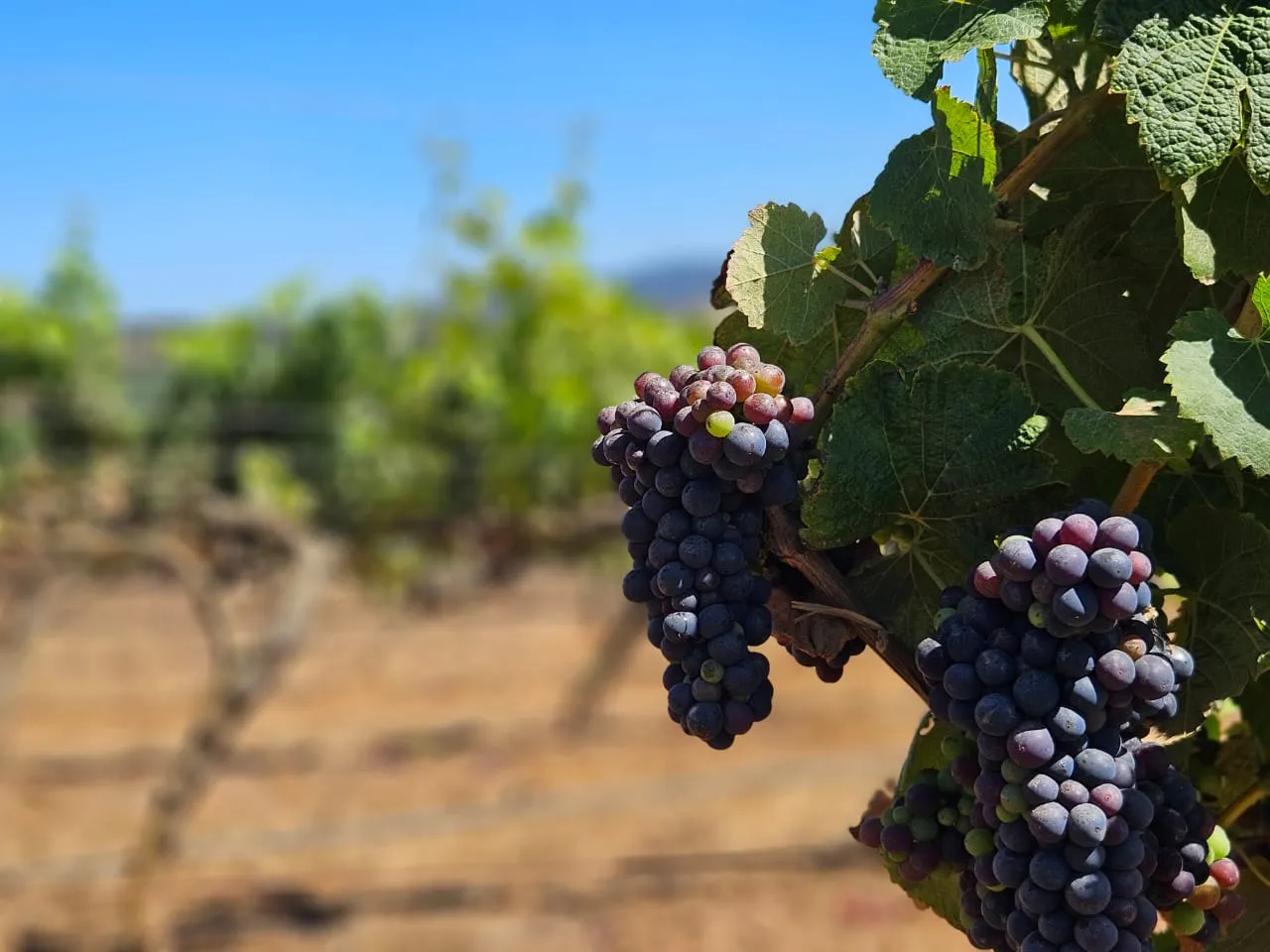 Chile no verão é prato cheio para quem busca bons passeios, alta gastronomia e vinhendos ensolarados. Foto: Eduardo Luiz Klisiewicz / Tribuna do Paraná