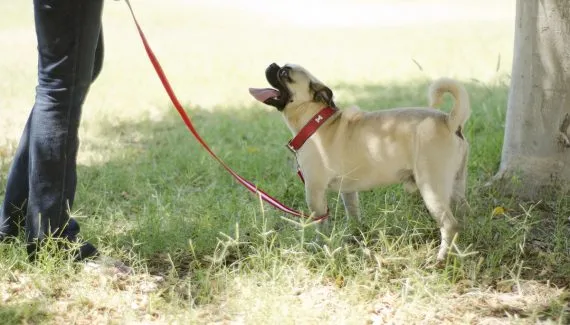 Lei que cria novas regras para passeios com cães em Curitiba é aprovada; o que muda