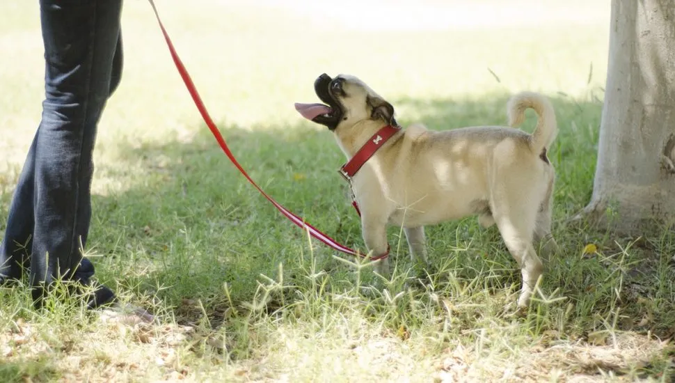 Curitiba tem novas regras para passeios com cães em espaços públicos