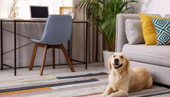 Decoração pet friendly: 5 cuidados para garantir a segurança do seu animal