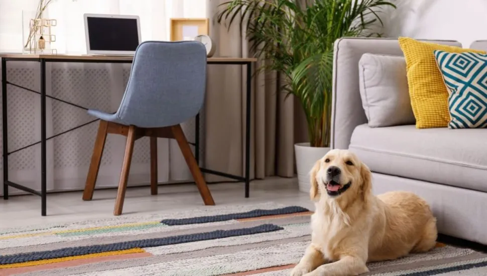Conforto e segurança caminham juntos em um lar pet friendly (Imagem: New Africa | Shutterstock)