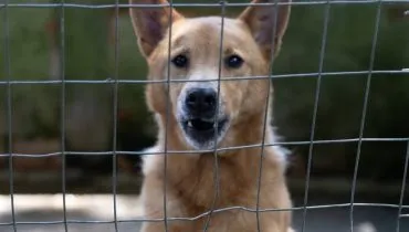 Shopping em Curitiba promove adoção de cães e gatos neste fim de semana