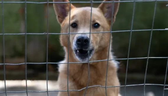 Shopping em Curitiba promove adoção de cães e gatos neste fim de semana