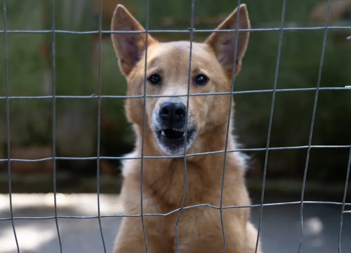 Shopping em Curitiba promove adoção de cães e gatos neste fim de semana