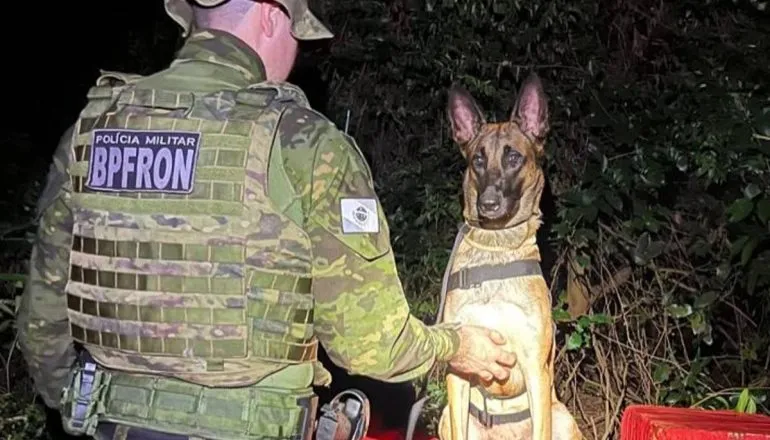 Cães policiais e cavalos de patrulha poderão ter assistência vitalícia após aposentadoria