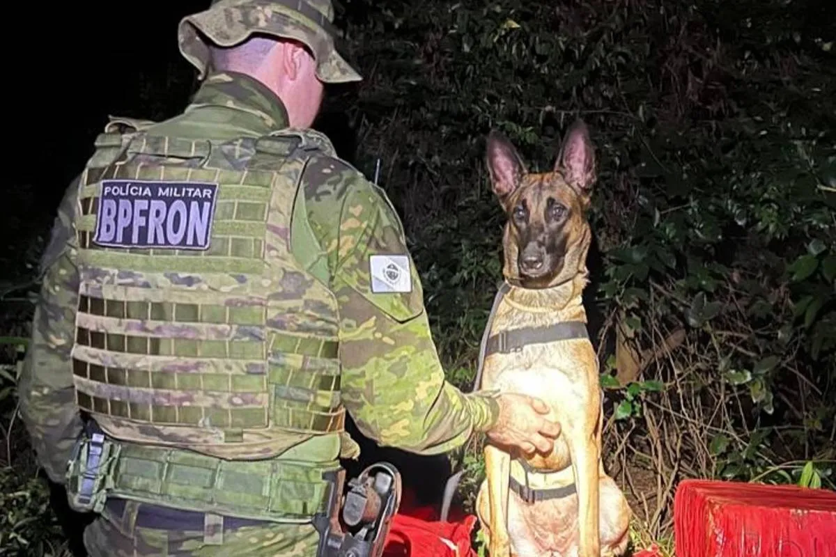 Imagem mostra um cão policial em cima de uma carga de droga e ao lado de um policial.