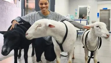 Ovelhas levam carinho e bem-estar a pacientes em hospital de Curitiba