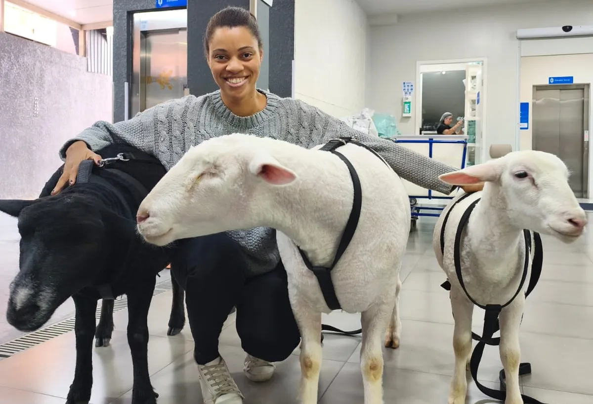 Ovelhas levam carinho e bem-estar a pacientes em hospital de Curitiba