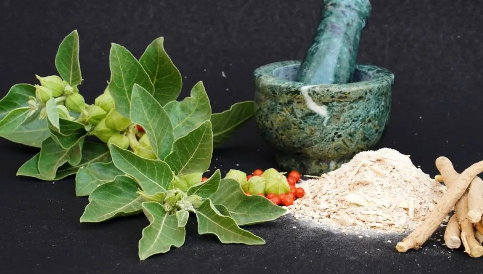 Imagem mostra Ashwagandha, ao lado de um moedor, ela em pó e paus de canela.