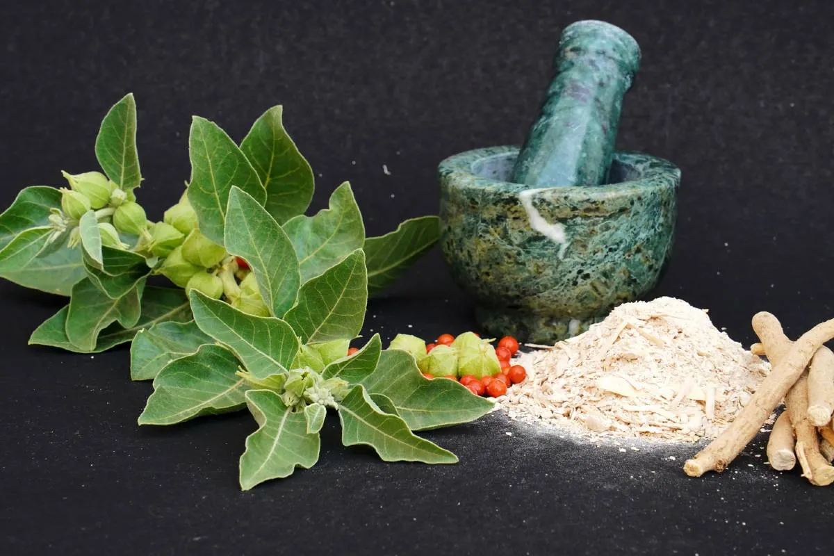 Imagem mostra Ashwagandha, ao lado de um moedor, ela em pó e paus de canela.