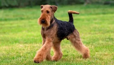 Os cães do grupo terrier são atentos, vigilantes e bastante ligados ao tutor (Imagem: Sue Thatcher | Shutterstock)