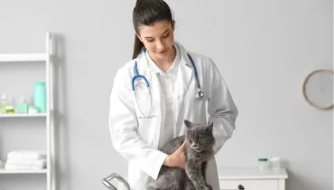 O monitoramento frequente e o acompanhamento com nefrologistas são os maiores aliados para a longevidade do animal (Imagem: Pixel-Shot | Shutterstock)