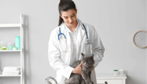 Doenças renais em gatos: conheça os sintomas e as formas de prevenção